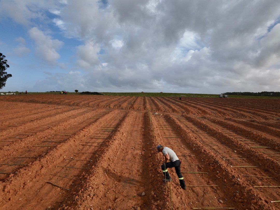 Laboreo del suelo con la plantación en marcha