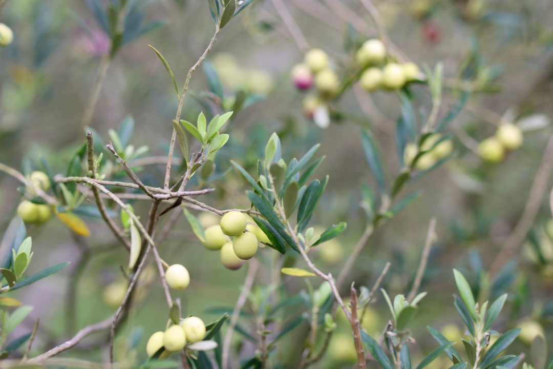 Aceitunas verdes en la rama, olivar en desarrollo