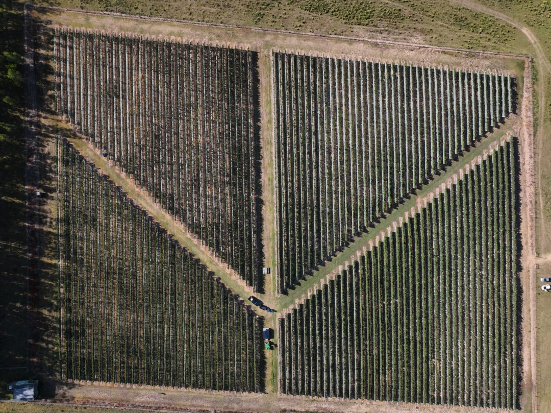 Vista aérea de un viñedo en producción con sus hileras y calles de servicio